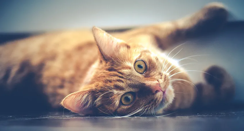 cat-1044914_1280.jpg