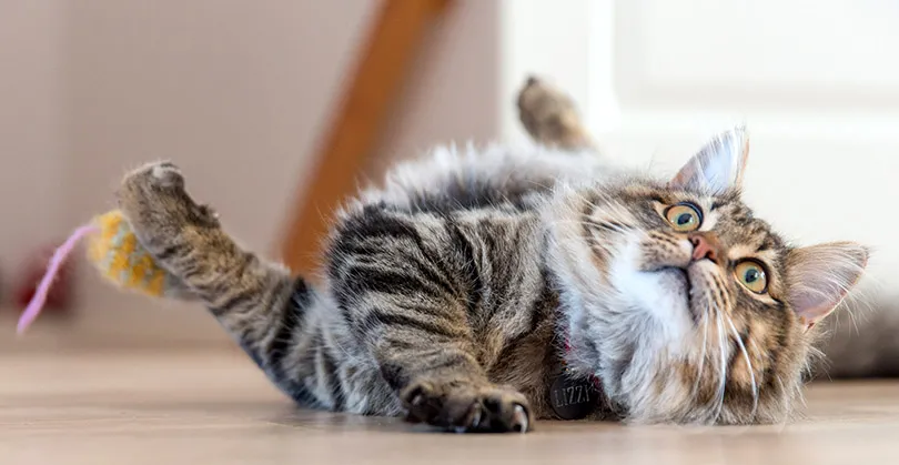 surprised-cat-on-floor.jpg