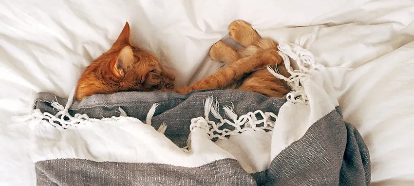 animal-bed-cat-103651.jpg animal-bed-cat-103651.jpg