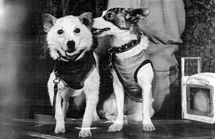 Две собаки в космосе. Белка и стрелка космонавты. Гагарин и белка и стрелка. Лайка белка и стрелка. Космос Гагарин белка и стрелка.