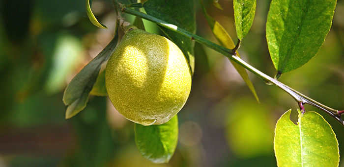 lemon-tree-1485181_1280.jpg