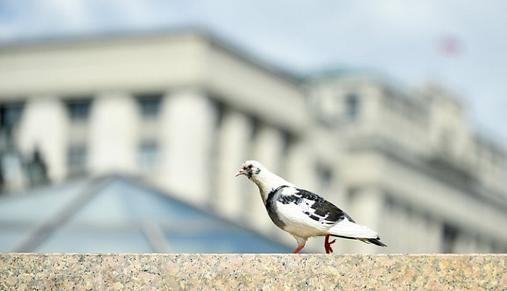 В Москве стали чаще умирать голуби. Специалисты рассказали, почему