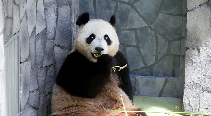 Московский зоопарк запустил онлайн-трансляцию жизни панд Жуи и Диндин