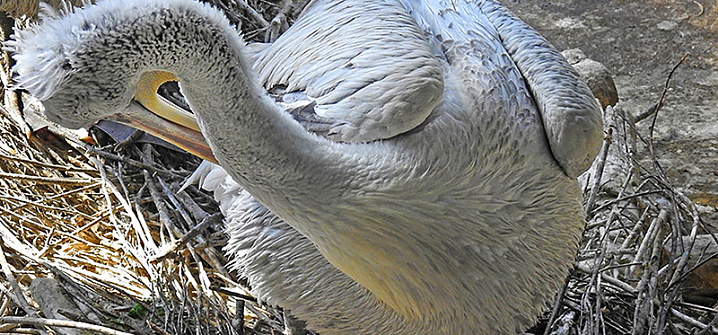 В московском зоопарке вылупились птенцы кудрявого пеликана