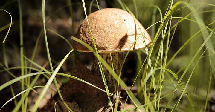 В подмосковных лесах появились летние грибы