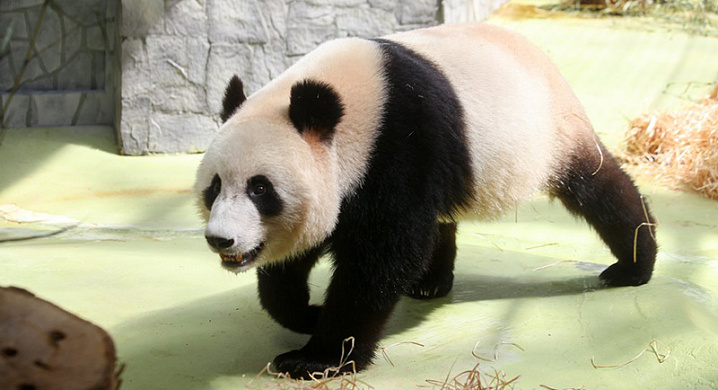 Потомство московских панд отправят в Китай