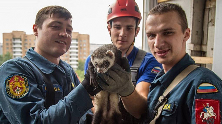 Московские спасатели вернули хозяйке застрявшего на балконе хорька