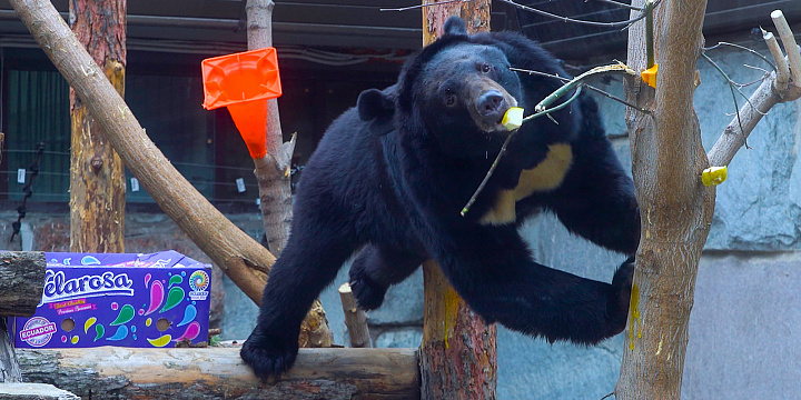 Московский зоопарк принял трех спасенных от контрабандистов медведей 