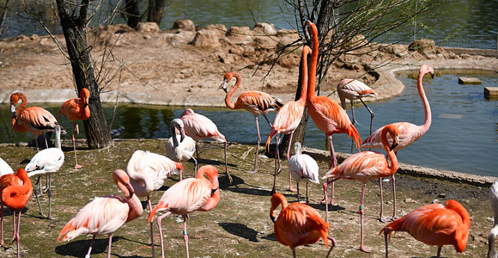 В Московском зоопарке теперь 46 фламинго