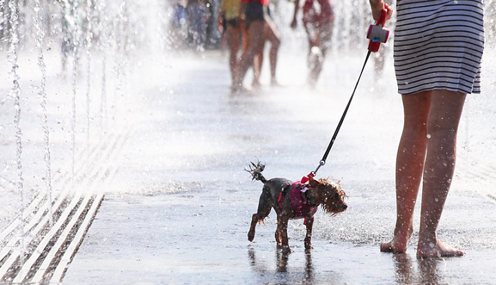 Как помочь животным пережить жару: рекомендации ветеринаров