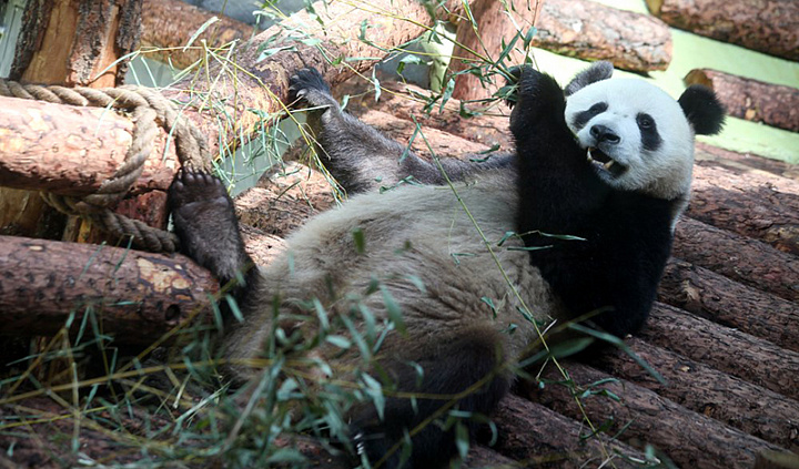 Завтрак панды в московском зоопарке засняли на видео